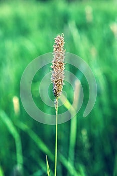 Timothy-grass Phleum pratense closeup.