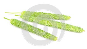 Timothy Grass Phleum Pratense Isolated on White Background