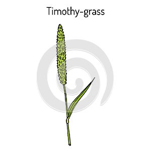 Timothy-grass Phleum pratense , medicinal plant