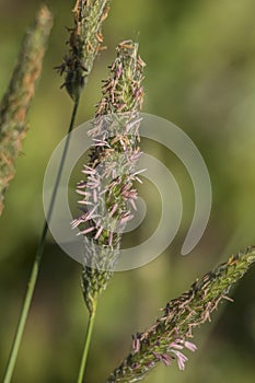 Timothy grass (Phleum pratensis