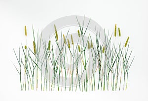 Timothy grass on white background