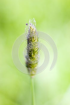 Timothy .Shallow depth-of-field