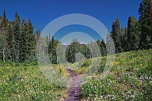 Timpanogos back hiking Salamander Flat Willow Hollow Snow Gauging Loop trail Uinta Wasatch Cache National Forest Utah photo