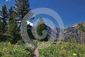 Timpanogos back hiking Salamander Flat Willow Hollow Snow Gauging Loop trail Uinta Wasatch Cache National Forest Utah photo