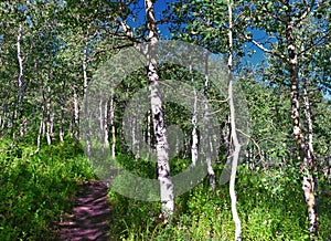 Timpanogos back hiking Salamander Flat Willow Hollow Snow Gauging Loop trail Uinta Wasatch Cache National Forest Utah photo