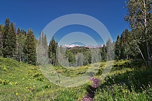 Timpanogos back hiking Salamander Flat Willow Hollow Snow Gauging Loop trail Uinta Wasatch Cache National Forest Utah photo