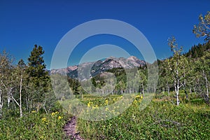 Timpanogos back hiking Salamander Flat Willow Hollow Snow Gauging Loop trail Uinta Wasatch Cache National Forest Utah photo