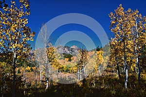 Timpanogos back views from hiking trail, Willow Hollow Ridge, Pine Hollow Wasatch Rocky Mountains, Utah. USA