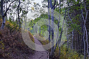 Timpanogos hiking trail views through trees in Uinta Wasatch Cache National Forest, around Utah Lake, in the Rocky Mountains in fa