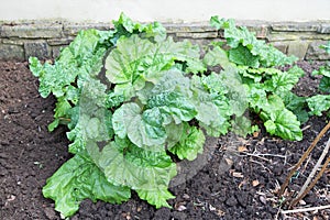 Timperley Early rhubarb garden, in March 2020.