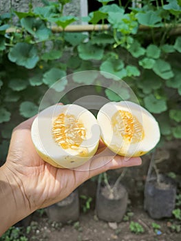 Timun suri cut in half