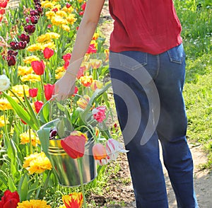 tin bucket with many colorful tulips picked by the girl wearing blue jeans and a red t-shirt