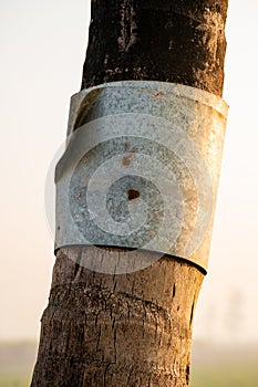 Tin or metal band applied on the coconut trunck to avoid climbing of rodents to the crown of coconut tree which feed and damages photo