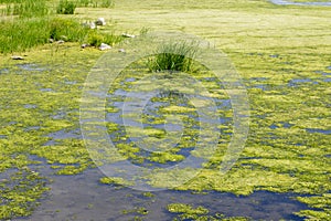 Tina and algae on lake, river, pond. Water bloom. Overgrown water surface