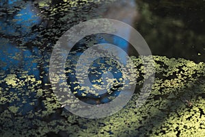 Tina on the water surface of the forest