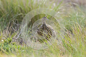 Tinamou in grassland environment,