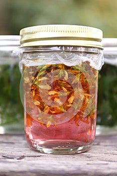Tincture of St. John`s Wort Flowers Soaking in Alcohol