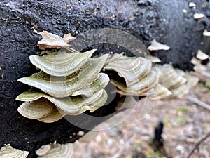 Tinder fungi growing on a fallen tree, forest autumn landscape photo