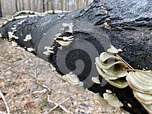 Tinder fungi growing on a fallen tree, forest autumn landscape photo