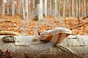 Tinder fungus and autumn forest photo