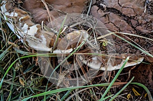 Tinder fungus at the base of an old