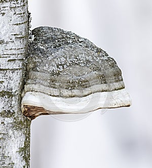 Tinder fungus and birch