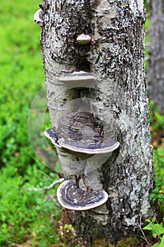 Tinder fungus (Fomes fomentarius) on a birch tree