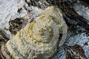 tinder fungus, Fomes fomentarius on birch tree closeup selective focus