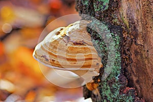 Tinder fungus or Fomes fomentarius in forest