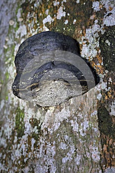 The tinder fungus (Fomes fomentarius) is a mushroom that grows on dead trees around the world.