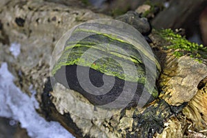 The tinder fungus (Fomes fomentarius) is a mushroom that grows on dead trees around the world.