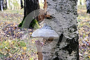 Tinder fungus fomes on tree. Tinder polypore hoof fungus close-up