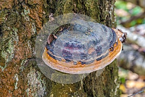 The tinder fungus (Fomitopsis pinicola) on a dead birch in the w