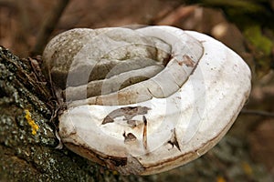 Tinder fungus