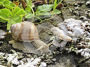 Tinder fungus and grape snail on a tree stump