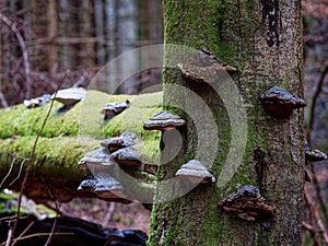 Tinder fungus growth on beech wood photo