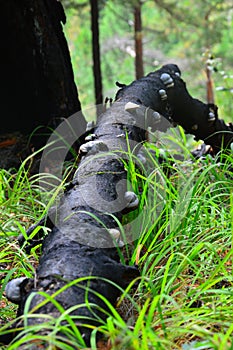 Tinder fungus ( lat. Tinder Fungus, Hoof Fungus, Tinder Conk or Ice Man Fungus Fomes fomentarius) lying on the black