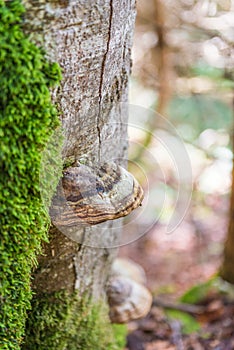 Tinder fungus on mossy tree trunk photo