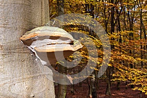 Tinder fungus mushroom on a tree trunk photo