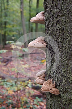Tinder fungus photo