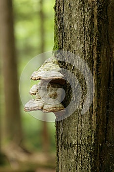 Tinder fungus photo