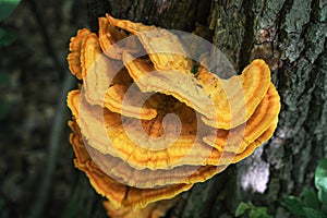 Tinder fungus sulfur-yellow or Laetiporus sulphureus - fungus-tinder fungi family Polyporaceae growing on trees