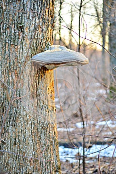 Tinder fungus on a tree