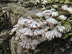 Tinder fungus on a tree stump close up