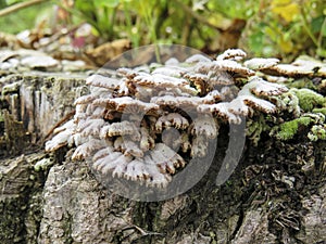 Tinder fungus on a tree stump close up