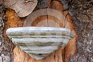 Tinder fungus on tree trunk