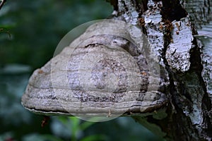 Tinder mushroom on a white birch in the forest, long-term fungus firmly settled on the tree