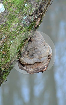 Tinder polypore mushroom on a tree trunk