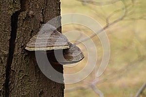 Tinder on wood