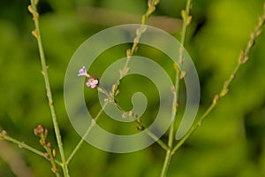 Tine pink common vervain flowers on a gree bokeh background